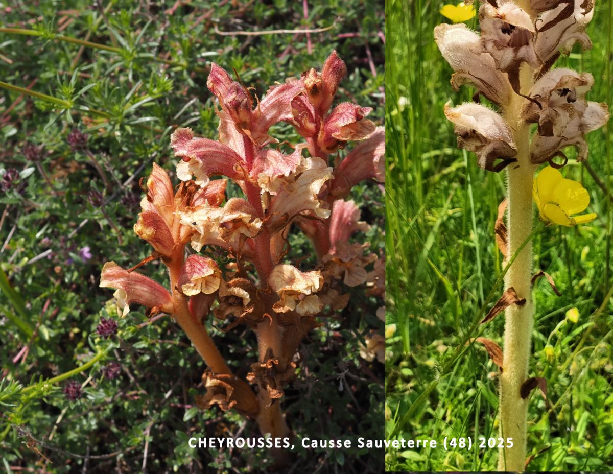 Broomrape, Thyme leaf